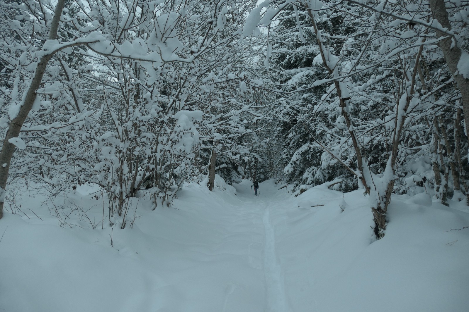 #1 La forêt enchantée La forêt enchantée