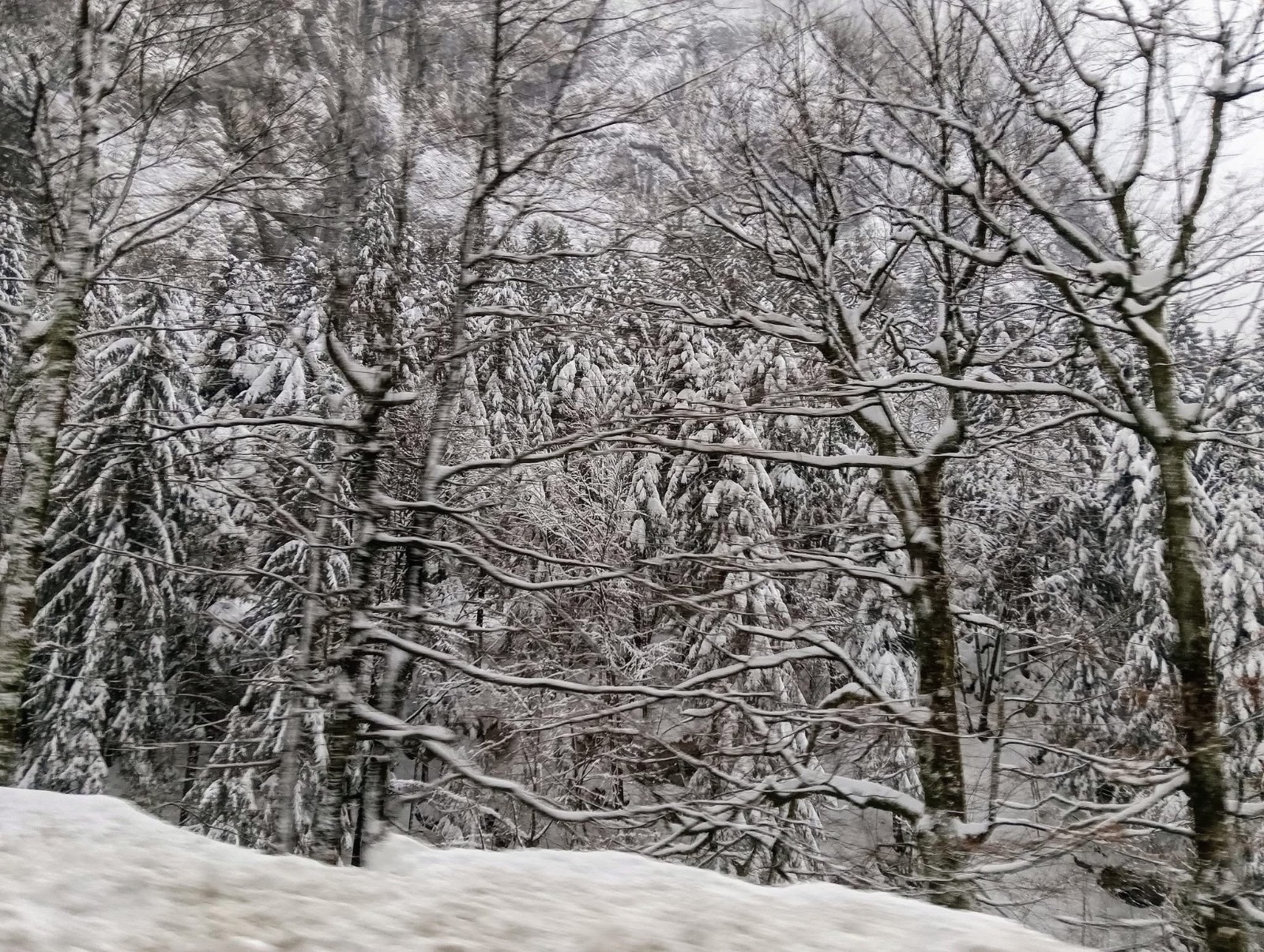 #1 Poudreuse sur les arbres Poudreuse sur les arbres