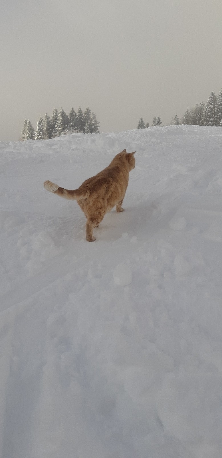 #4 Le chat de la Scia Le chat de la Scia