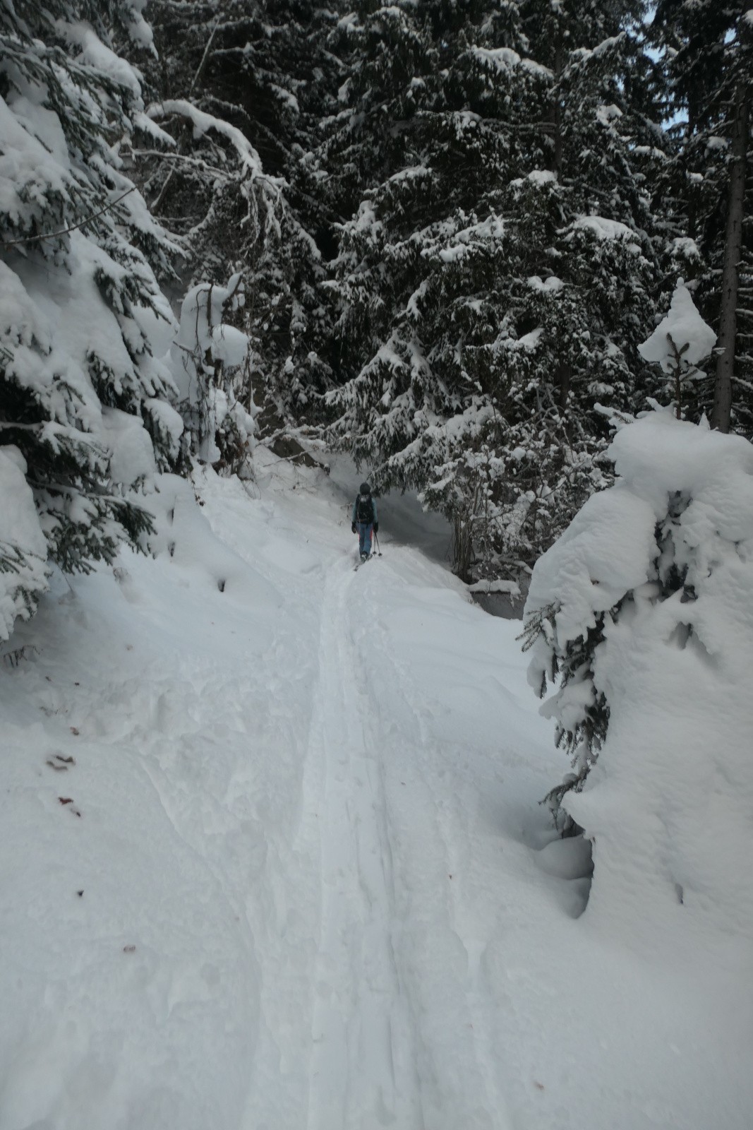 La forêt enchantée  