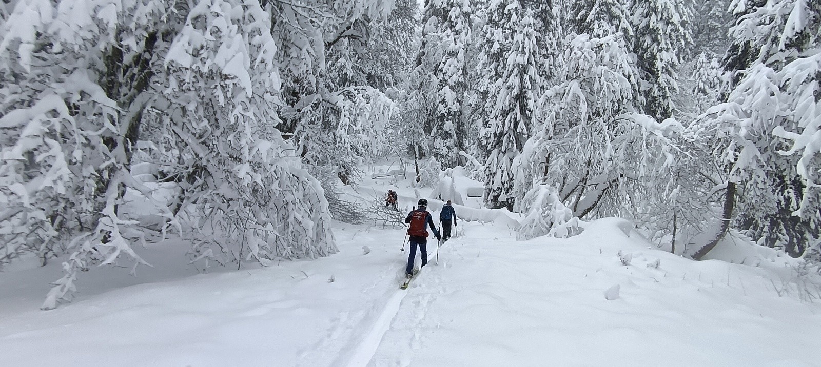 #3 MontĂ©e par la forĂȘt pomatoire... Merci la trace! MontĂ©e par la forĂȘt pomatoire... Merci la trace!