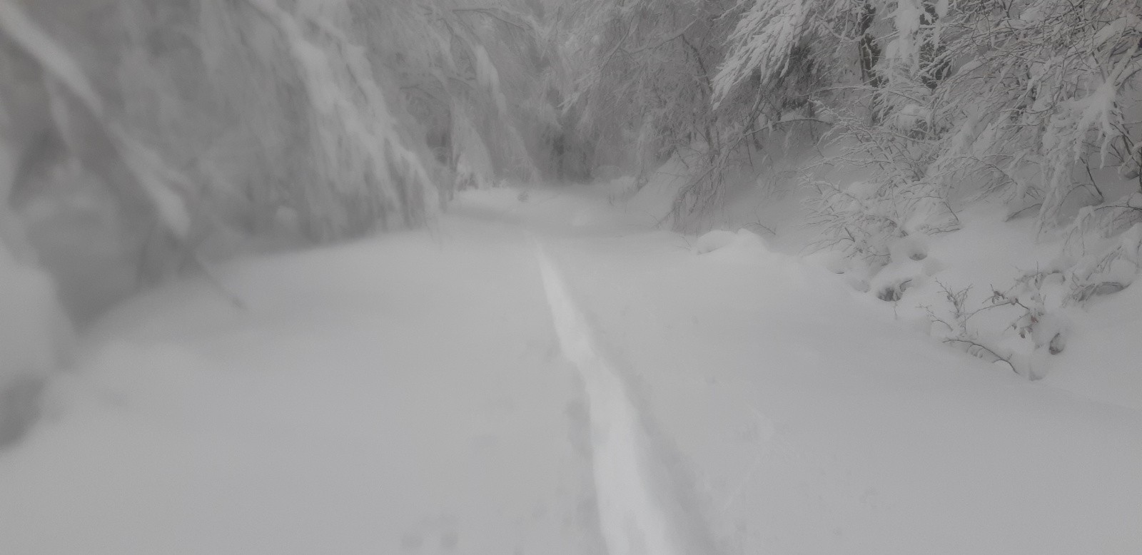 #6 Ambiance en sous-bois... Ambiance en sous-bois...