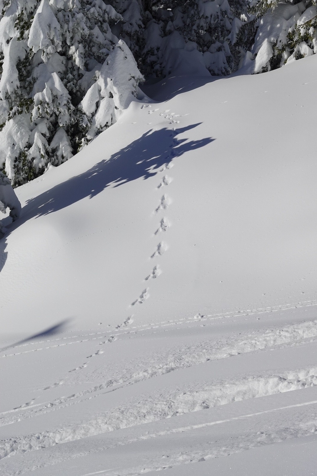 D'autres ont fait leur trace