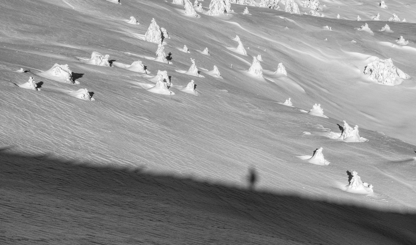 #21 Coucou ! Coucou !