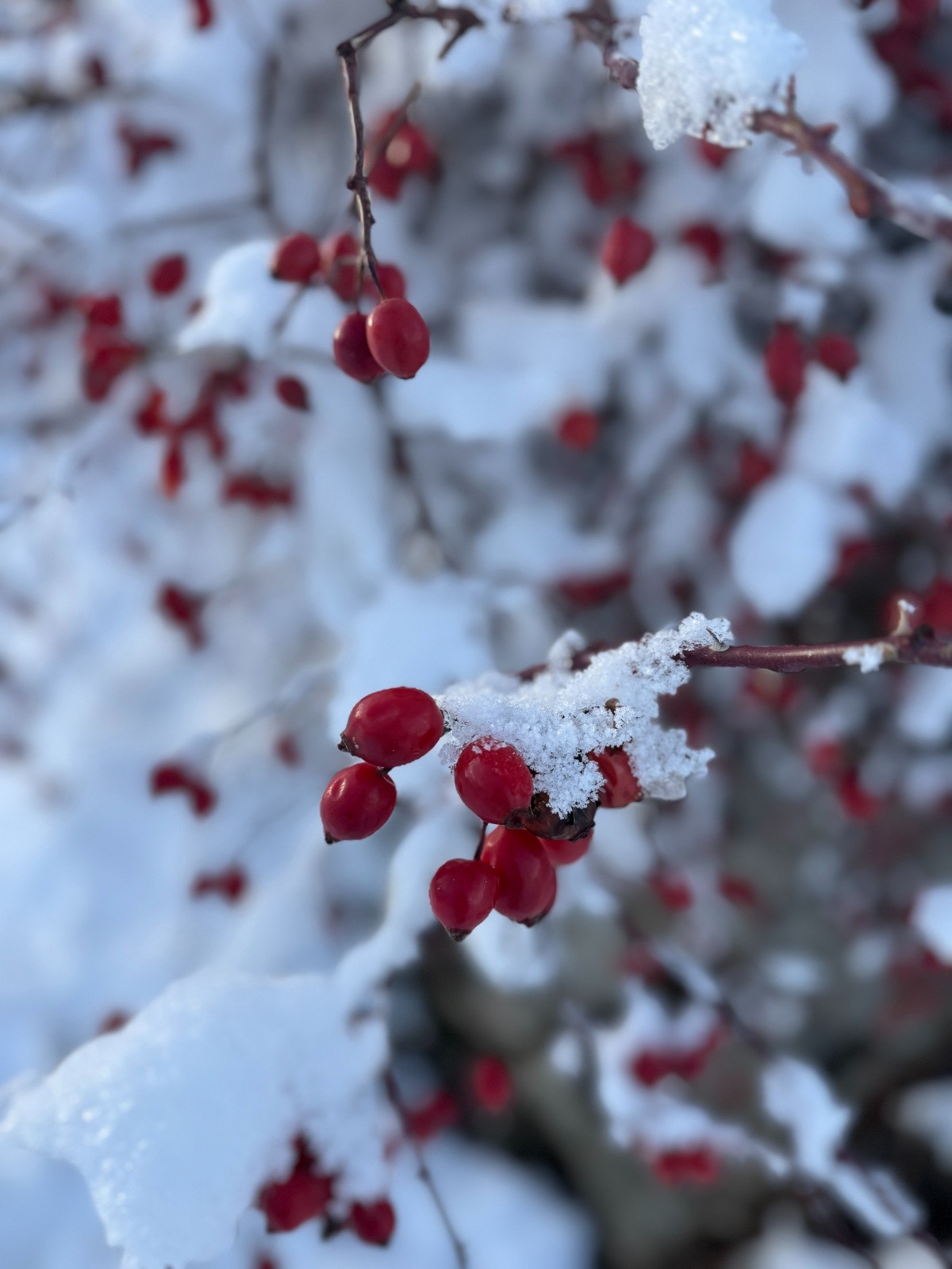 Sorbiers chargés = hiver rigoureux qu'y disaient