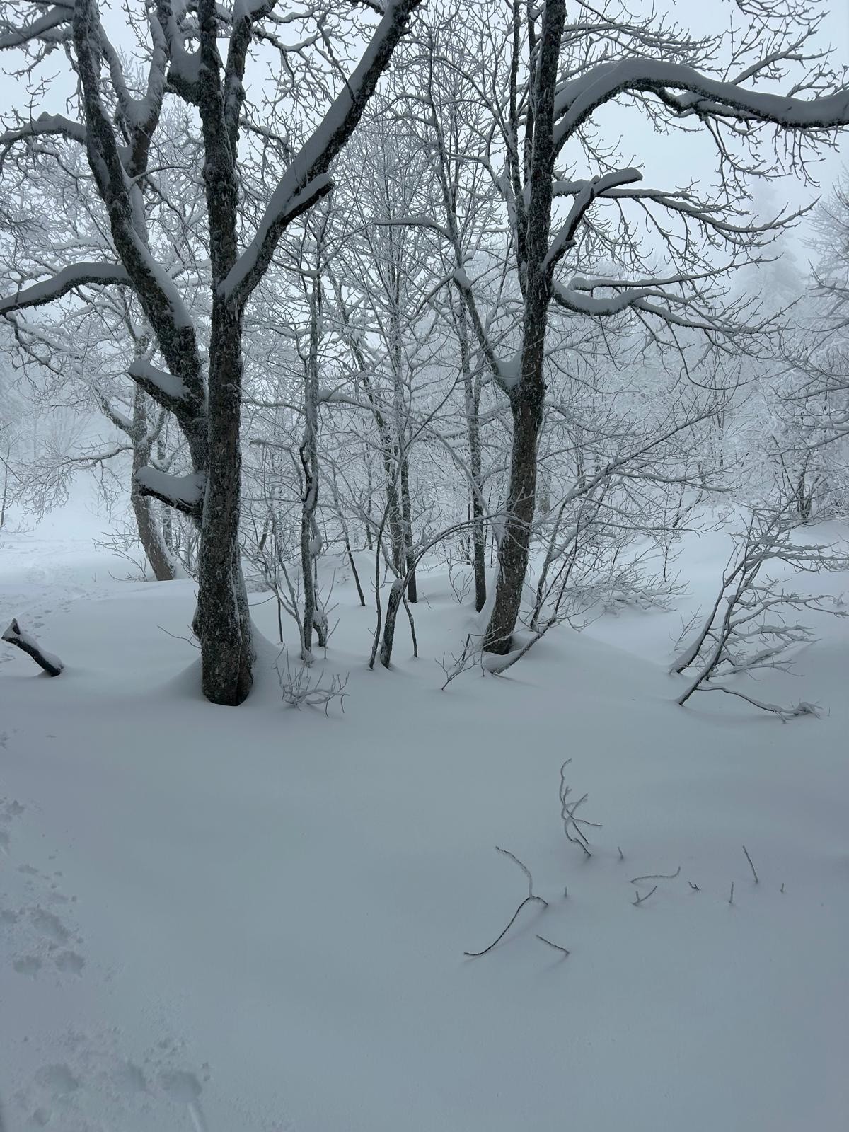 Le panneau est juste entre ces deux arbres