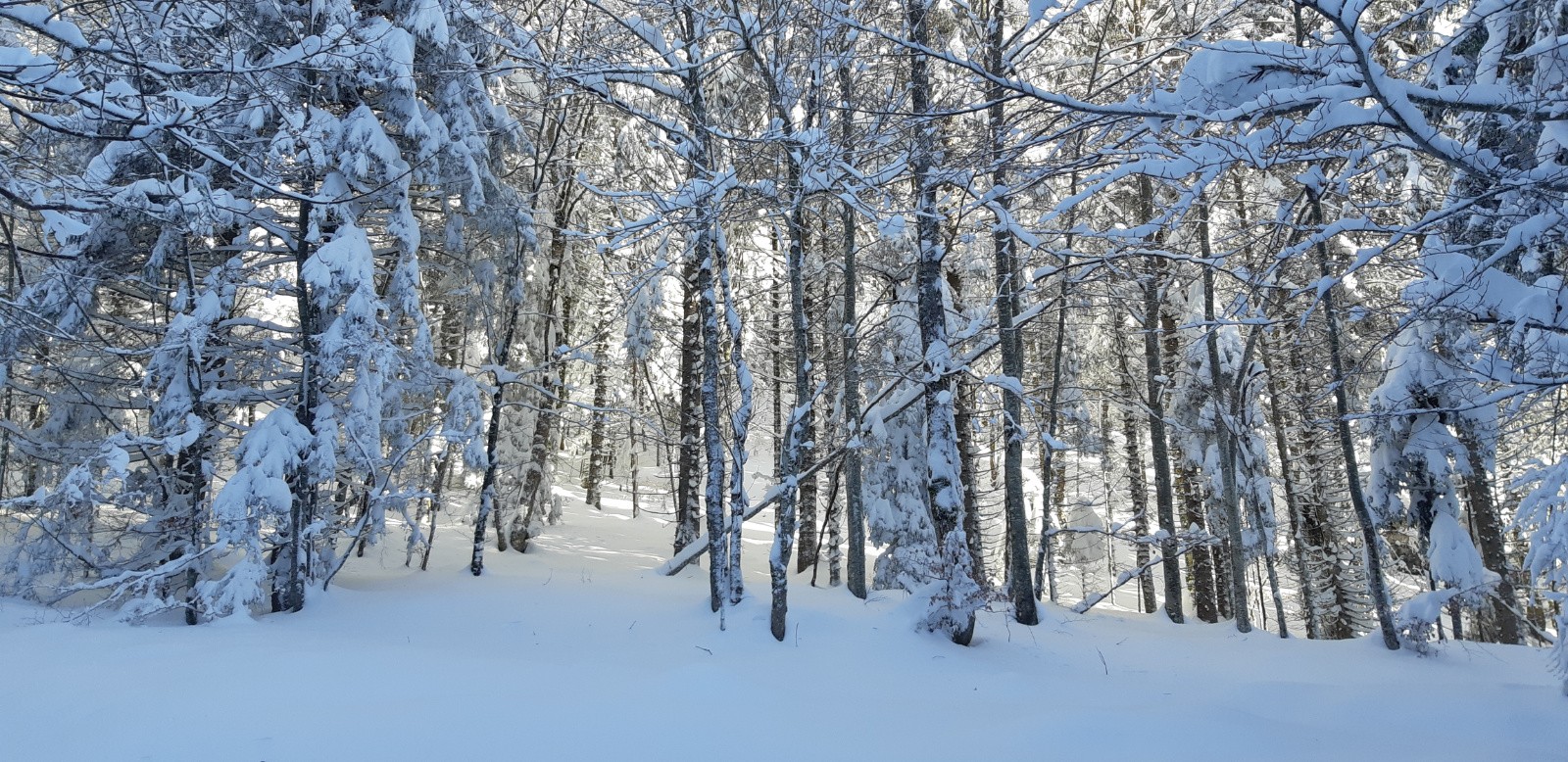 Forêt de la charmille` 