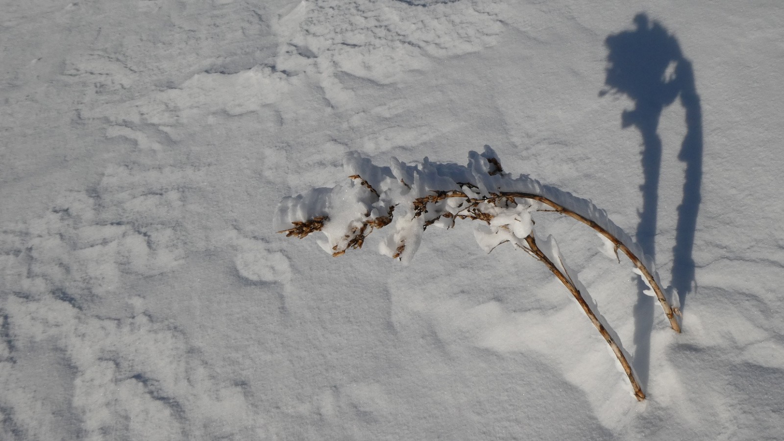 veratre ployé et son ombre 