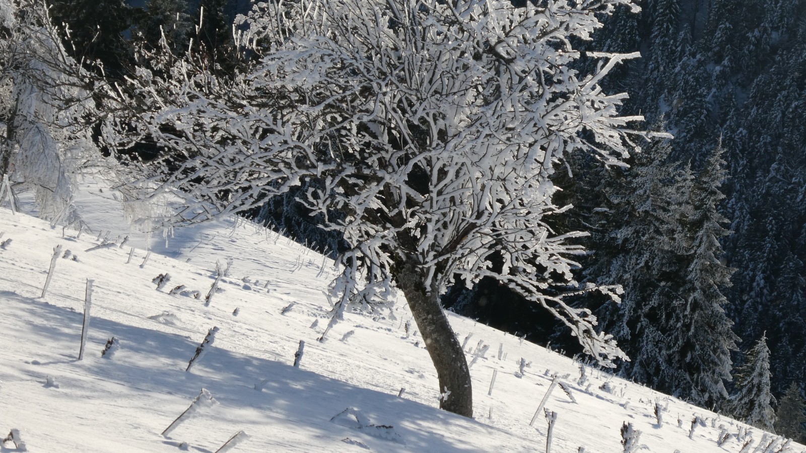 n'a pas poussé bien droit