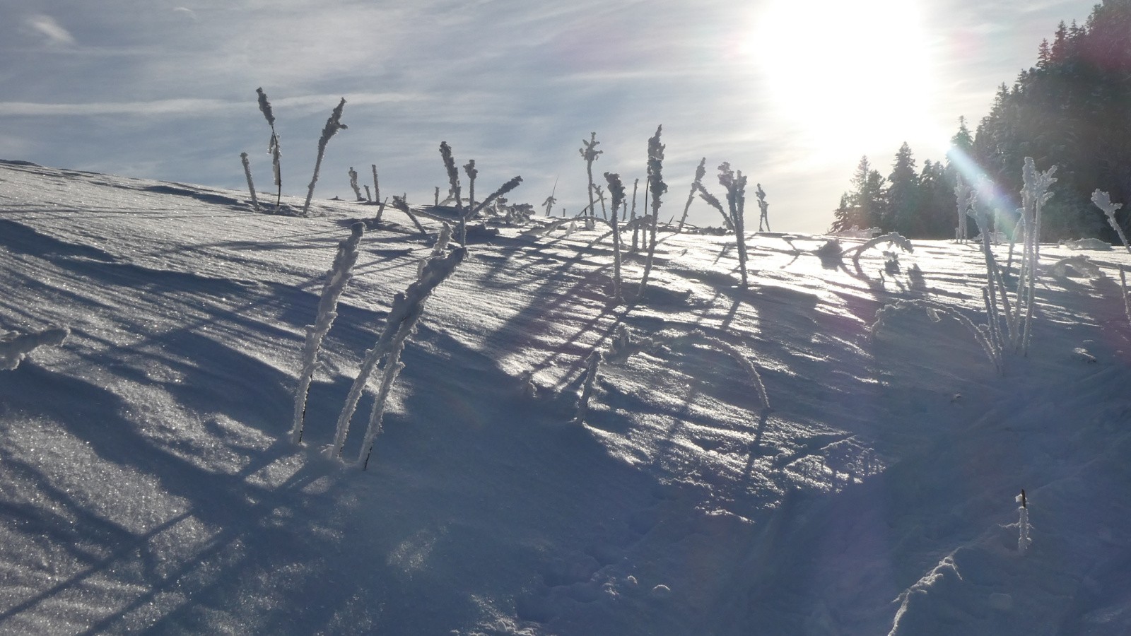 veratres séchés et givrés 