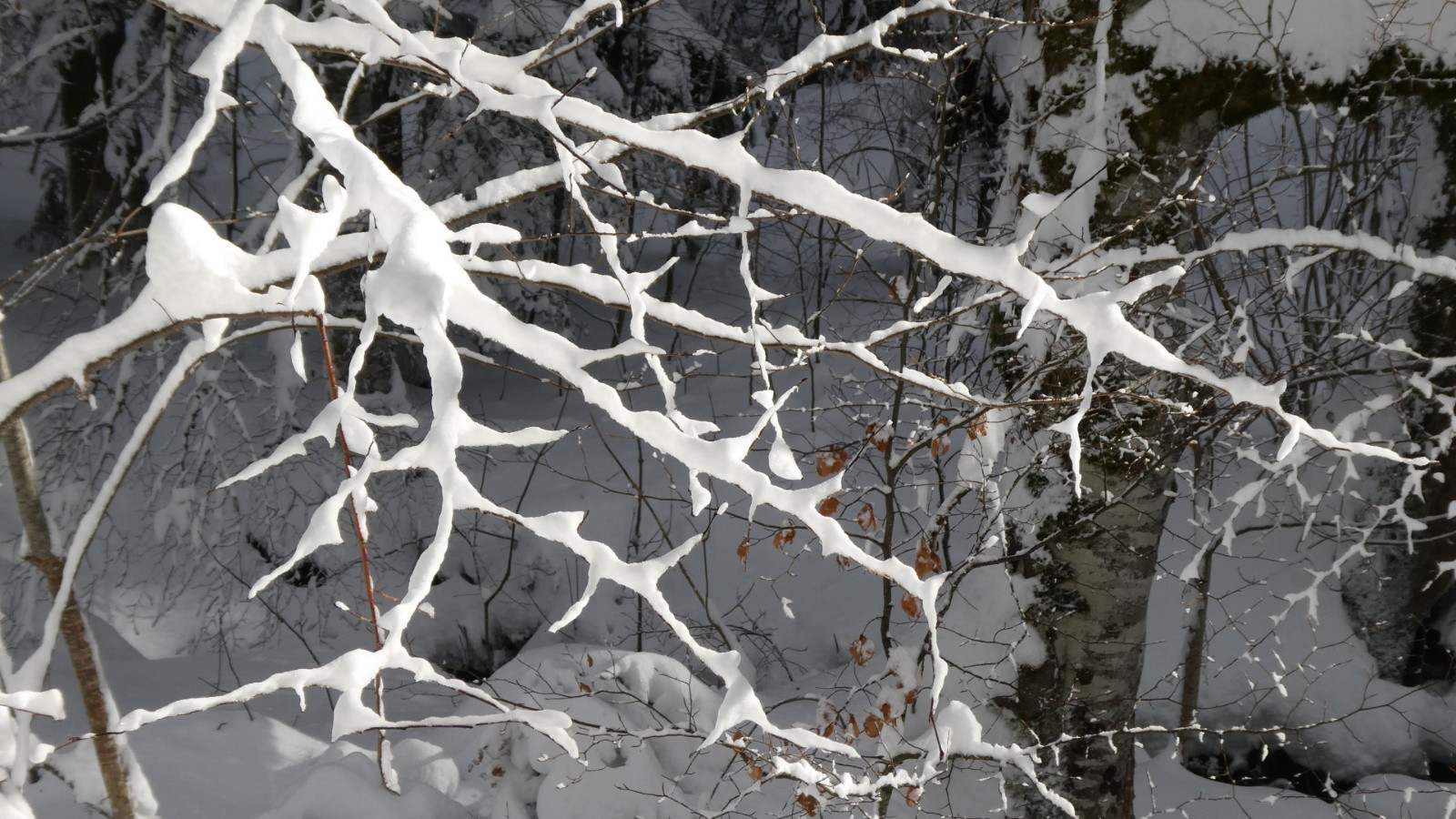 griffes ou dentelle, au choix 