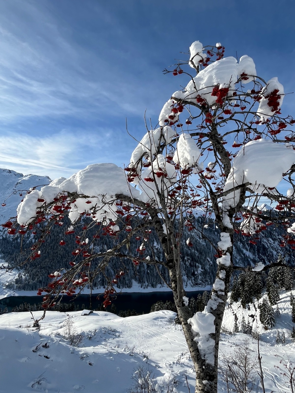  Sur mon arbre perché 