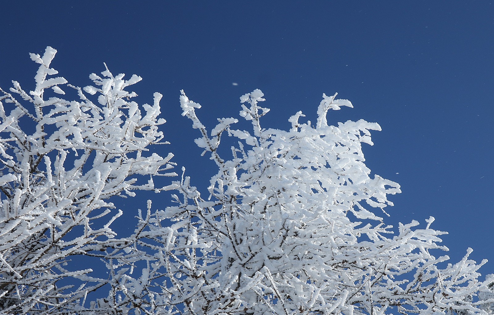 #7 Blanc-bleu Blanc-bleu