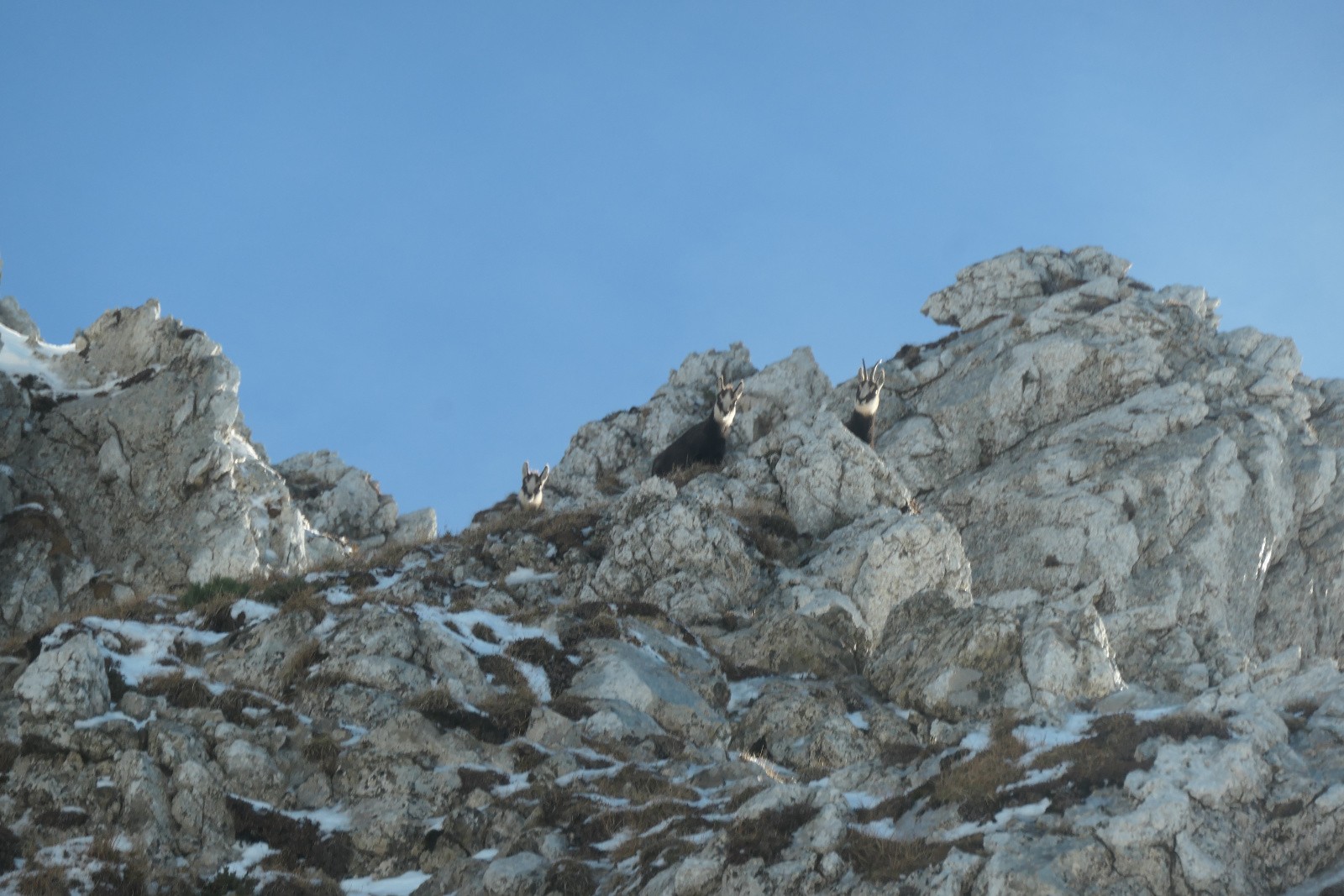 #24 Coucou ! Coucou !