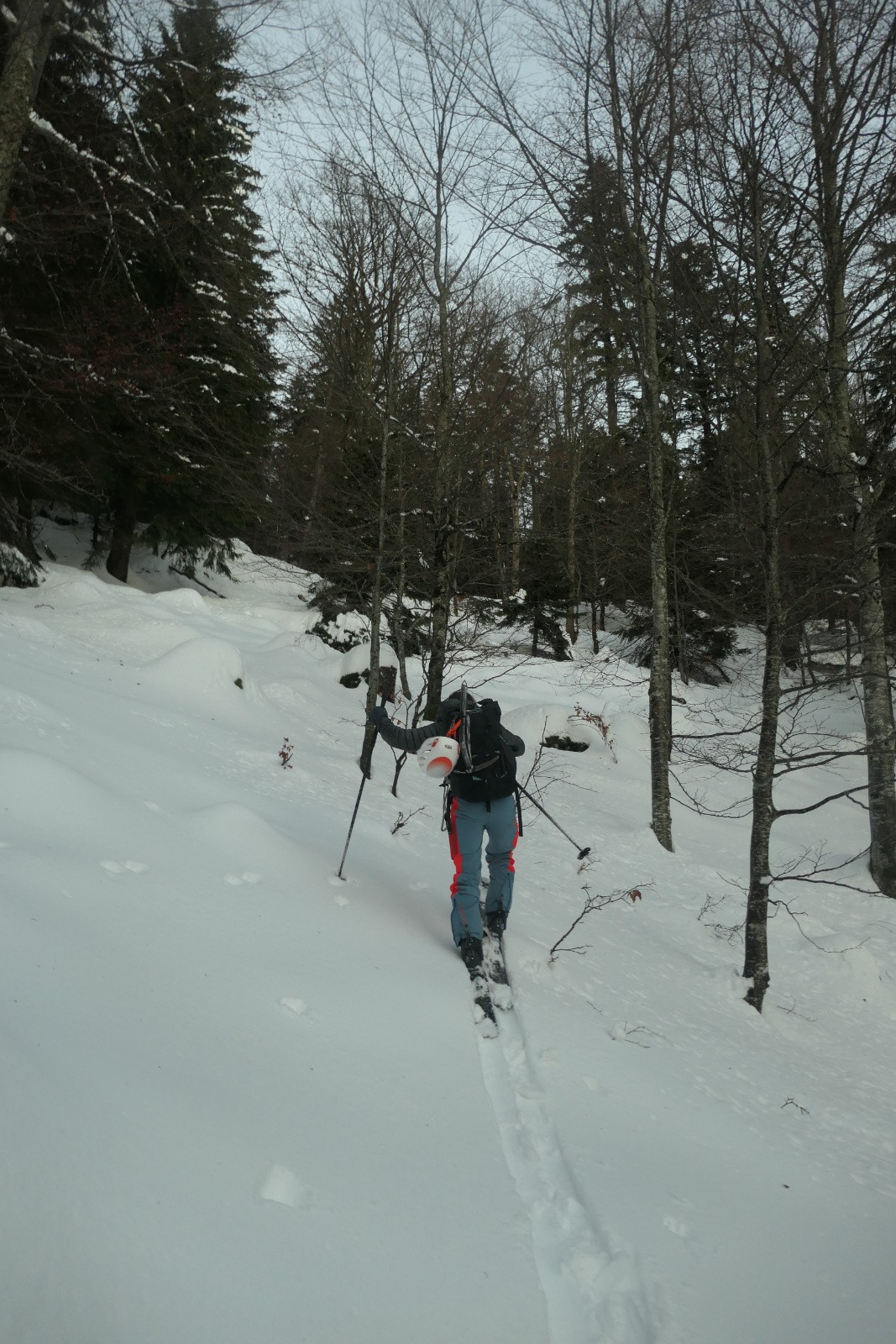 #1 Montée en forêt Montée en forêt