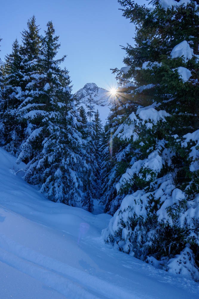 lever de soleil dans la forÃªt