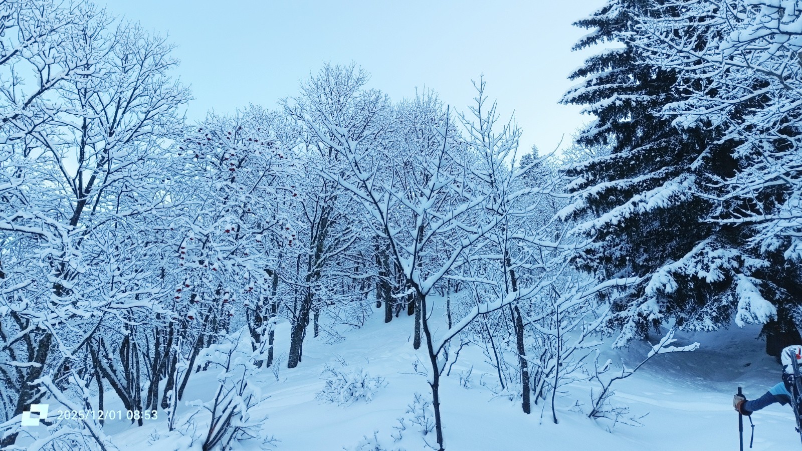 #3 La forêt enchantée La forêt enchantée