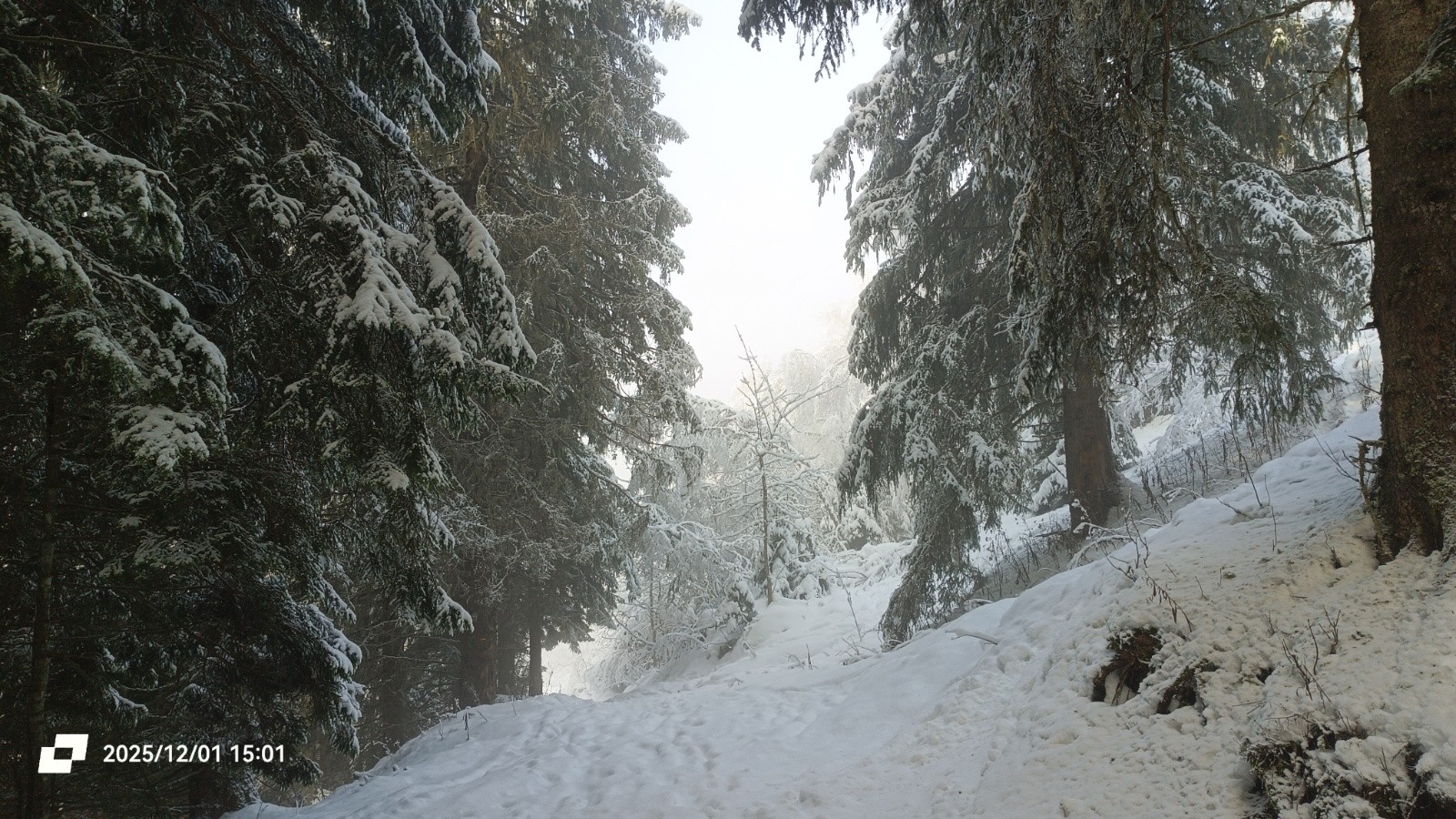 #32 Dans la forêt Dans la forêt