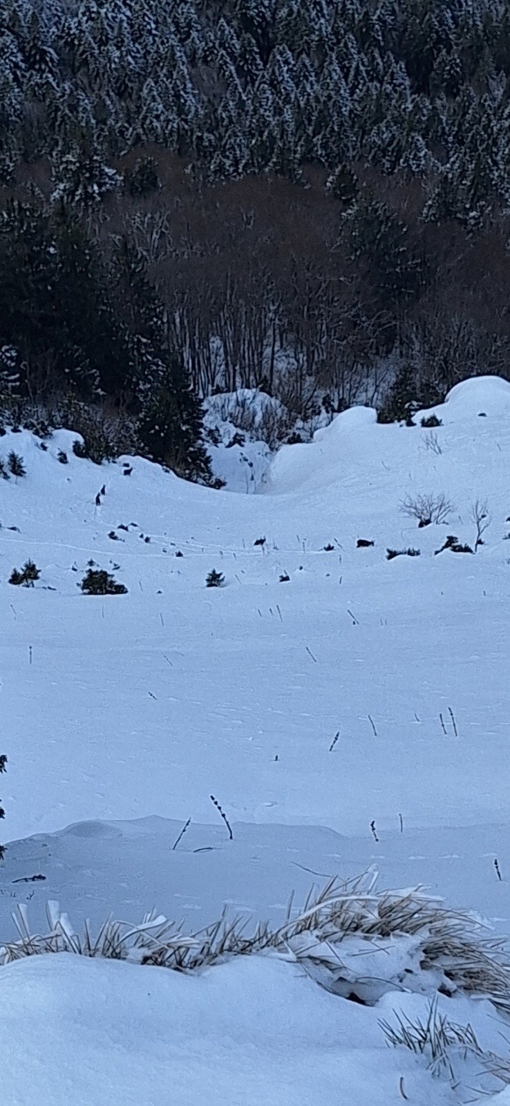 Nord bien rempli, et chamoix qui jouent