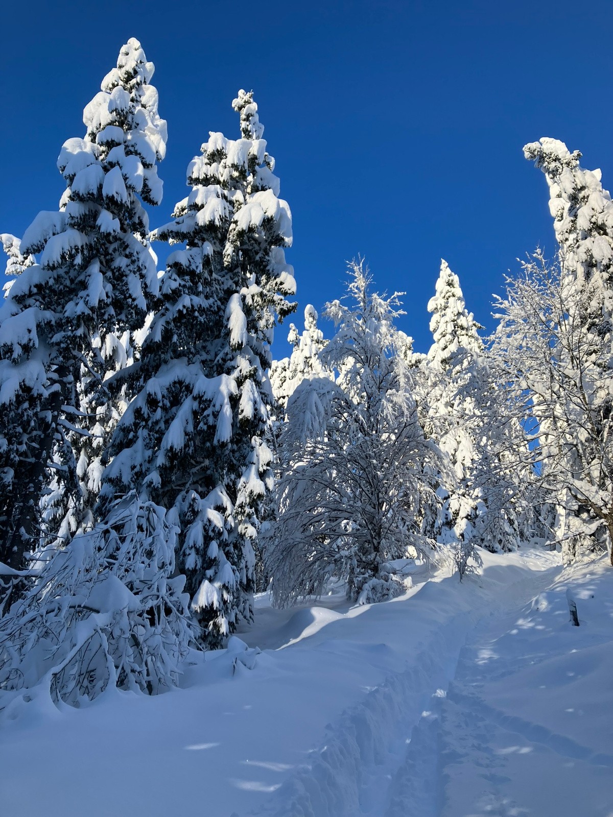 #1 Forêt magique Forêt magique