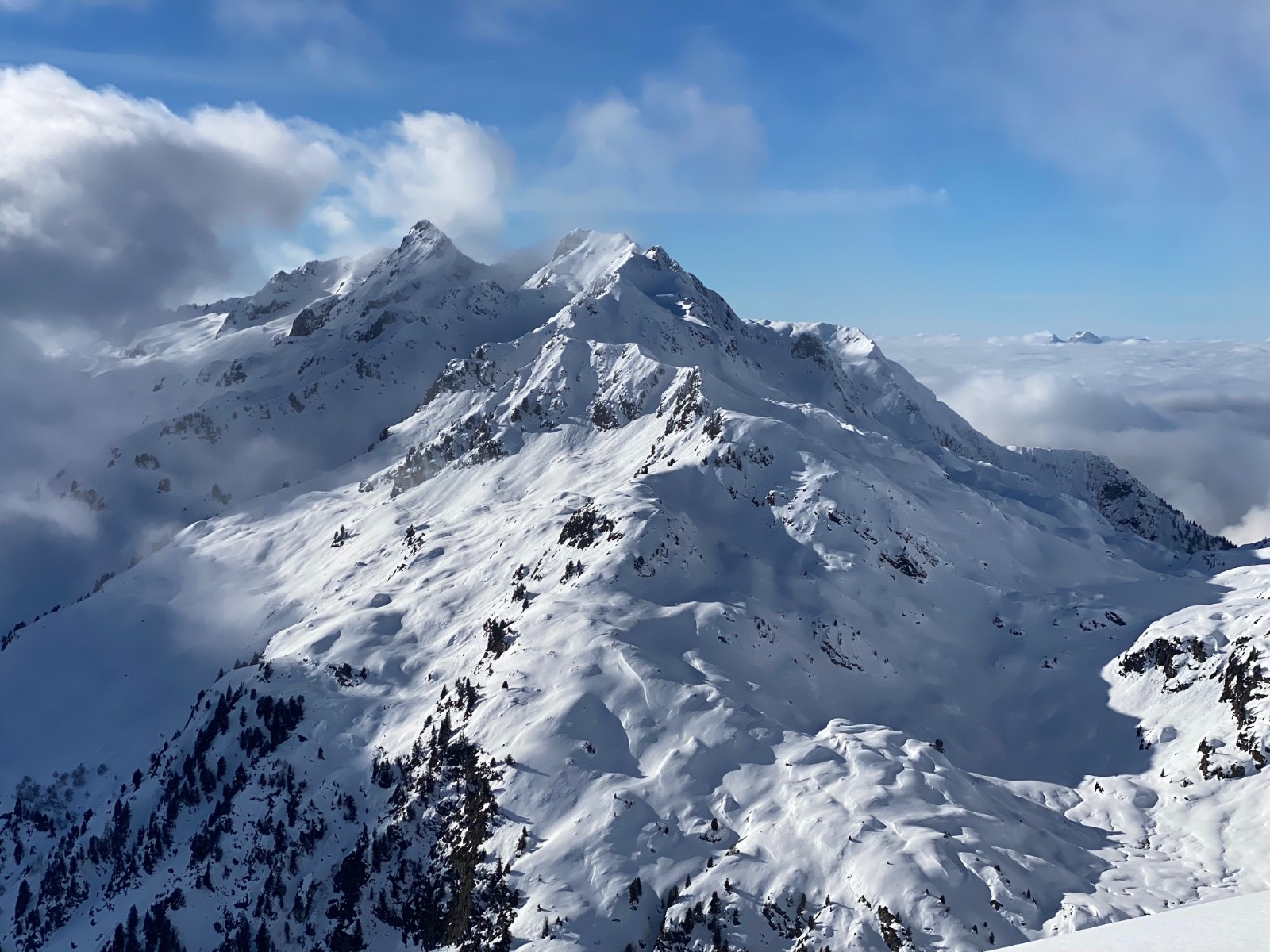 #18 Comborsier magnifique Comborsier magnifique