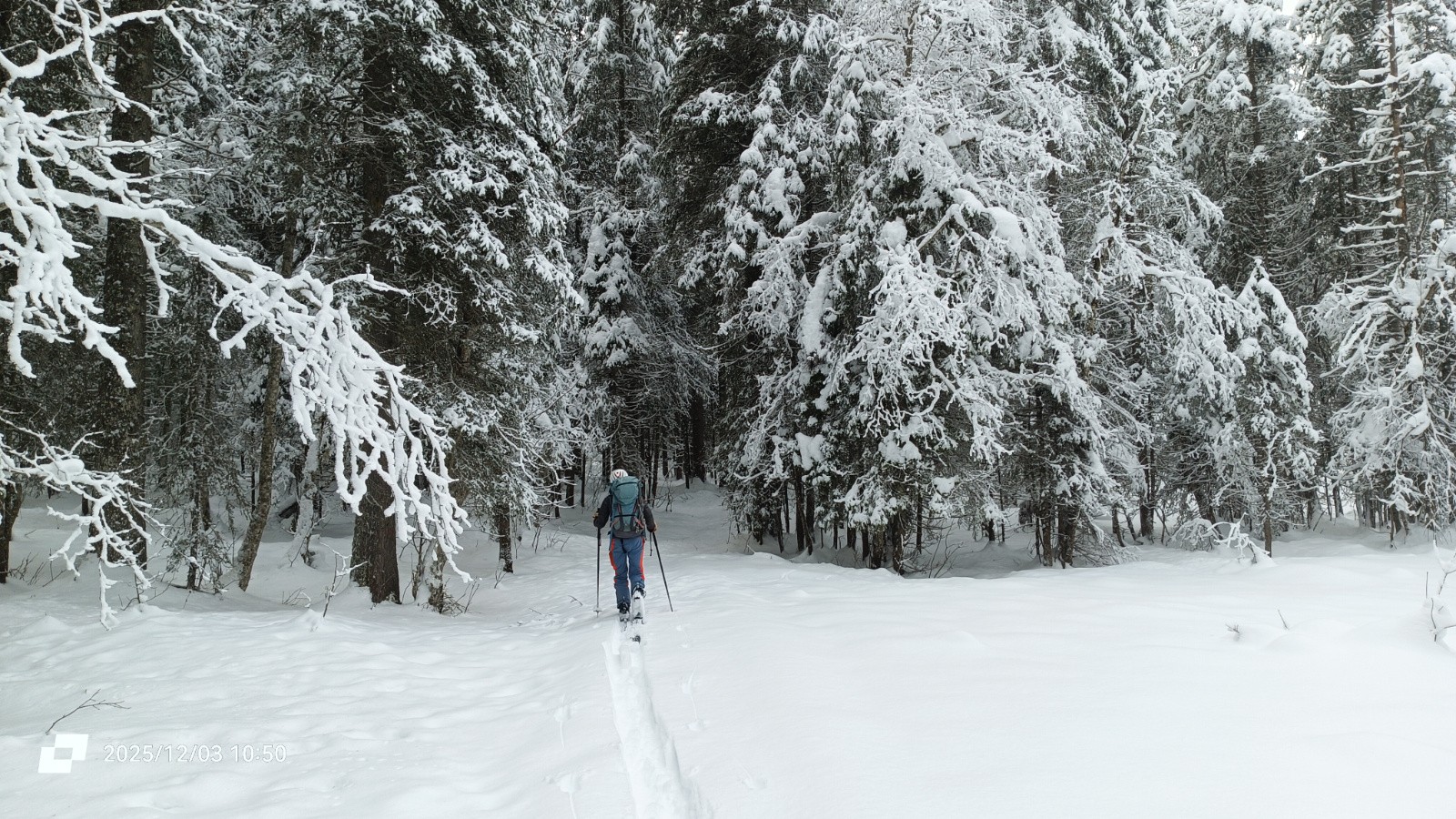 #2 La forêt enchantée La forêt enchantée