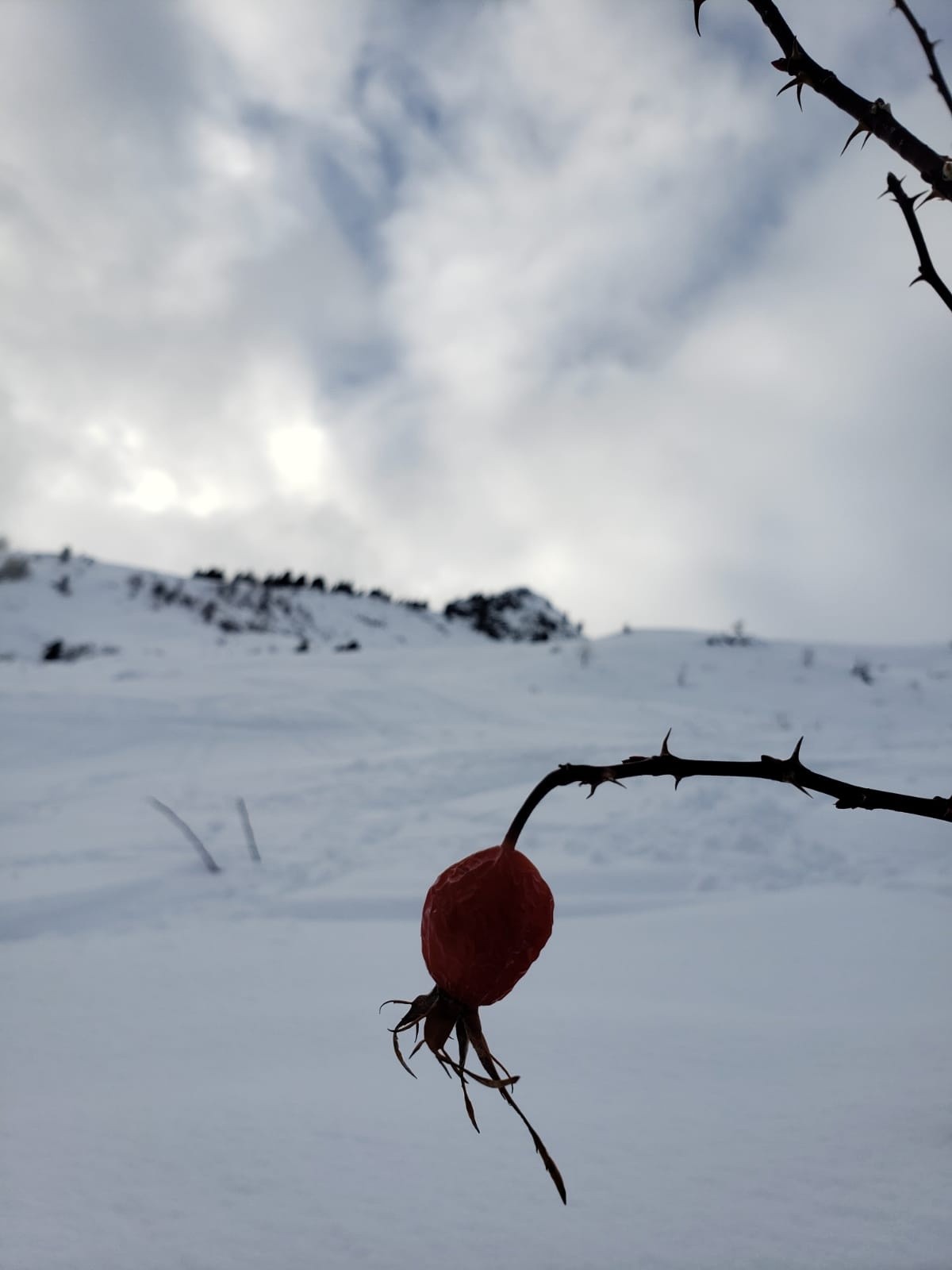#5 Fruit sec d Fruit sec d'Églantier, en descendant (on avait faim)