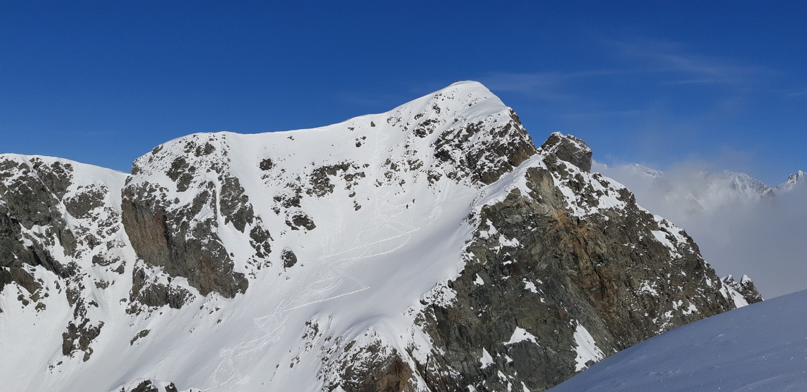 #8 Sorbier tracé Sorbier tracé