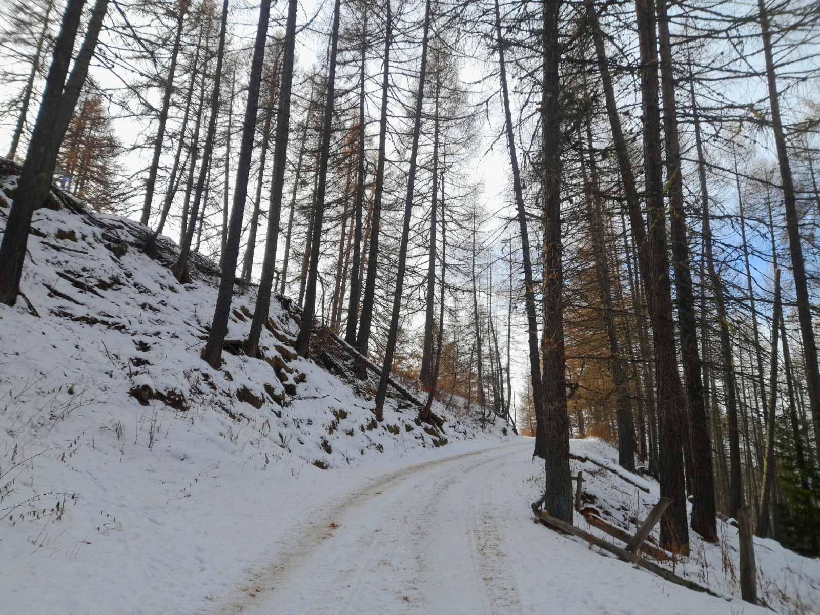 #16 Remontée dans la foret Remontée dans la foret