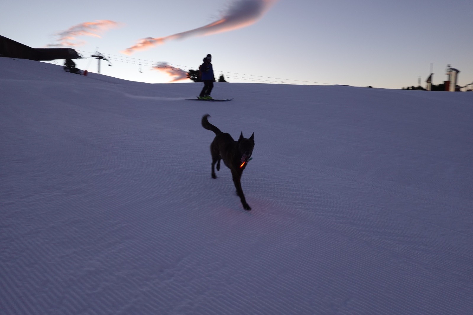 #2 Un chien moderne Un chien moderne