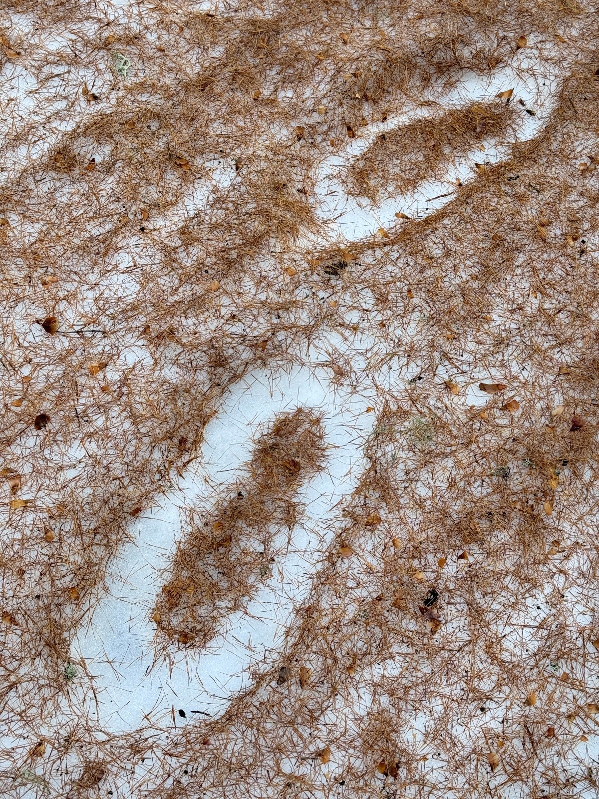 #6 Homo raquettus Homo raquettus