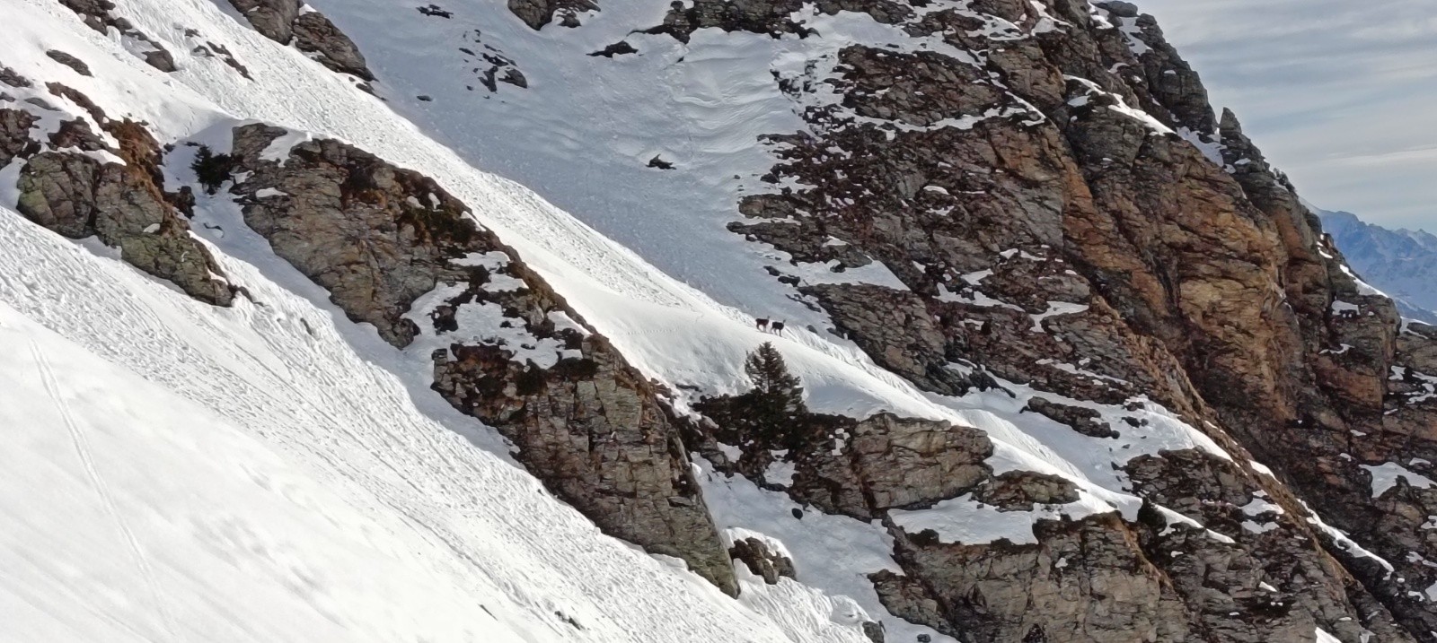 #2 2 chamois sur la croupe au centre 2 chamois sur la croupe au centre