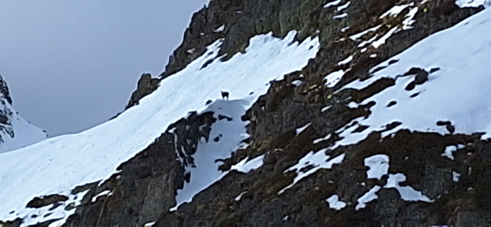 le chamos très loin et donc très flou 