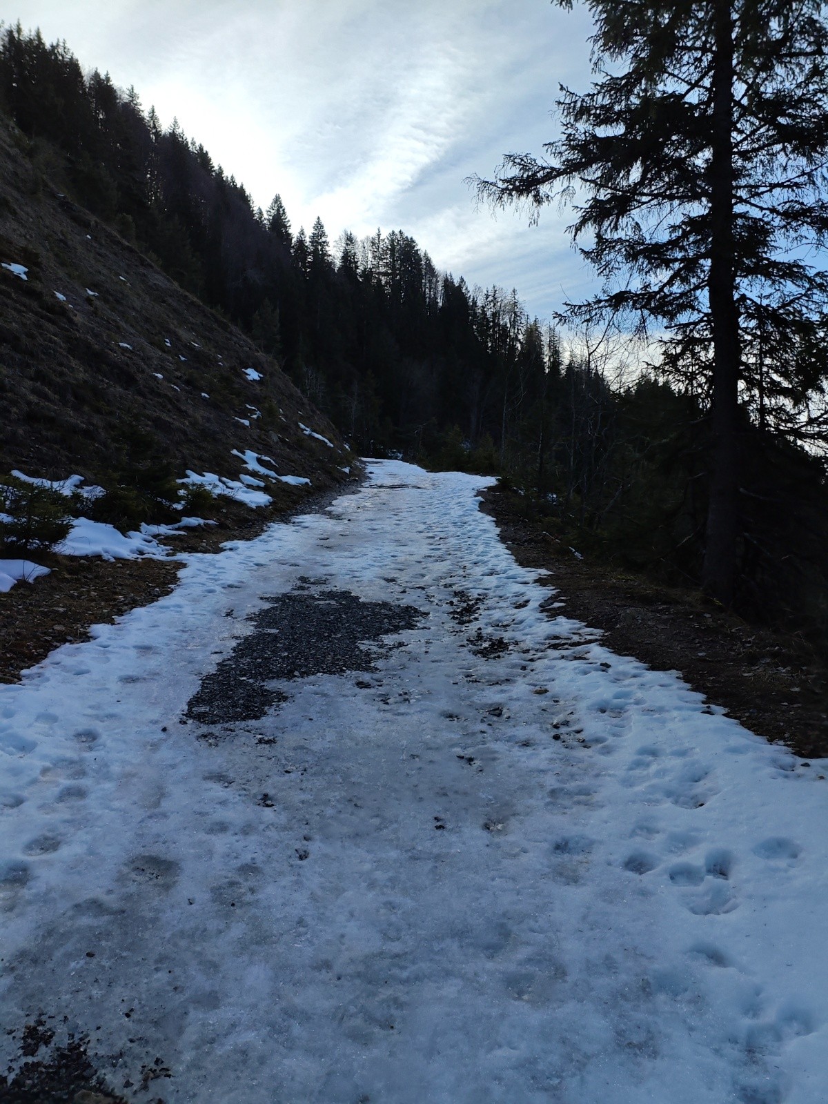 #1 La route forestière, ca manque de neige La route forestière, ca manque de neige