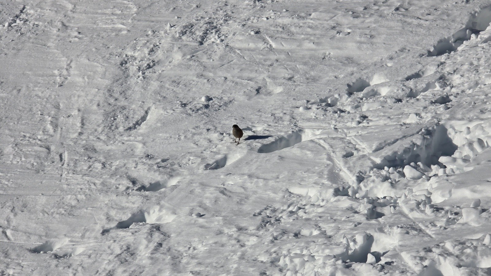 #15 Que fais-tu aussi haut mon petit ¿ Que fais-tu aussi haut mon petit ¿
