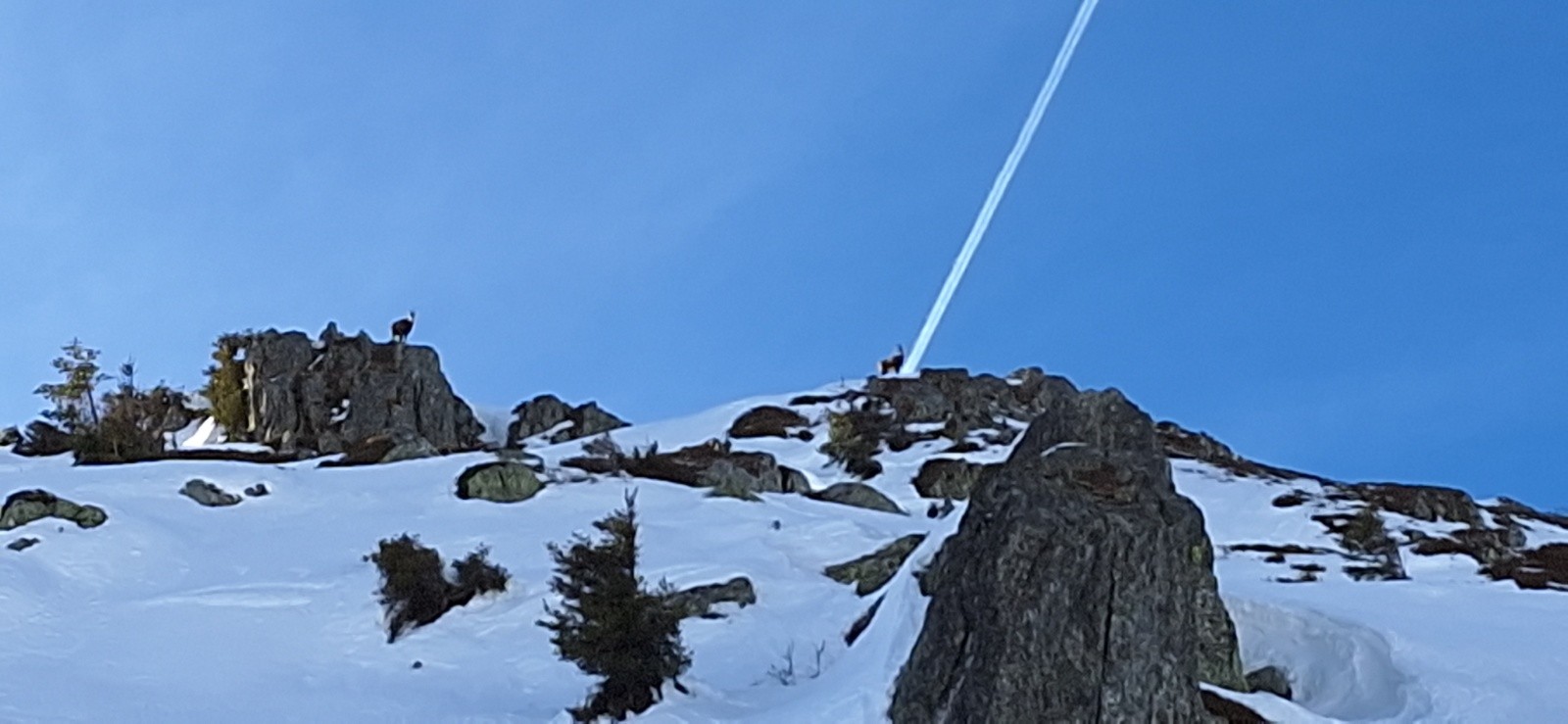 #2 CHAMOIS AU PAS DE LA COCHE CHAMOIS AU PAS DE LA COCHE