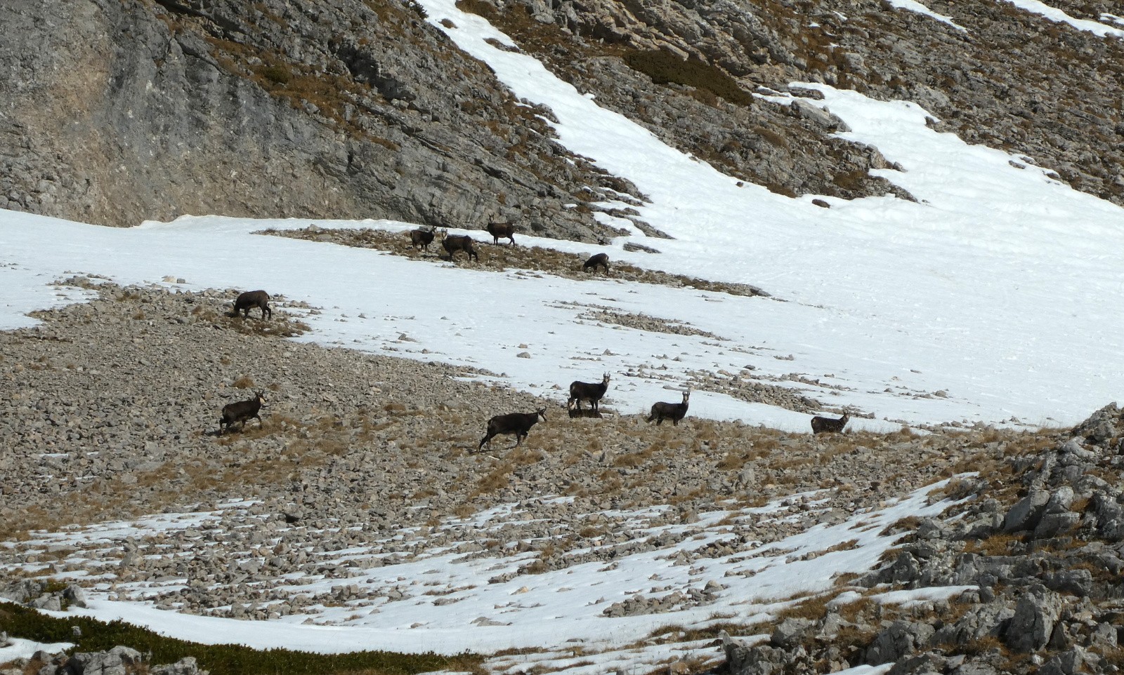 Encore une bande d'ongulés (Photo Isa)