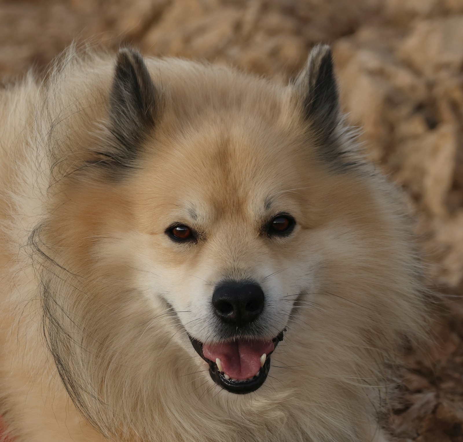 Idée fixe : il veut de la neige !