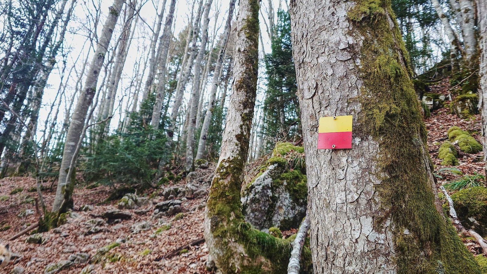 Signalisation ambiguë ... piste rouge ou jaune ?