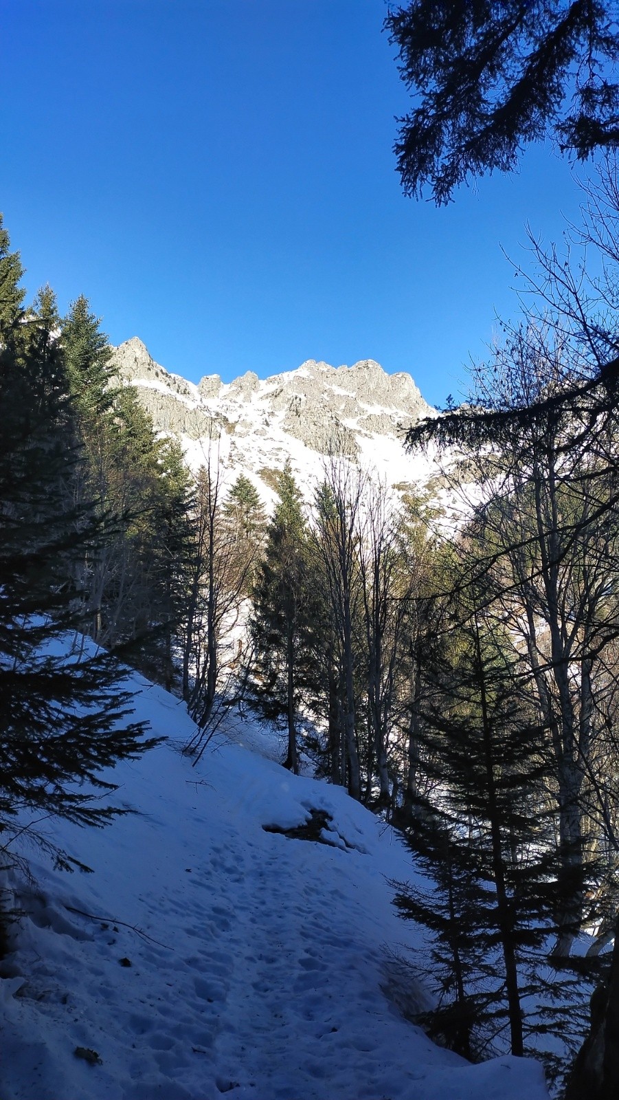 &nbsp;Sortie de forêt&nbsp;