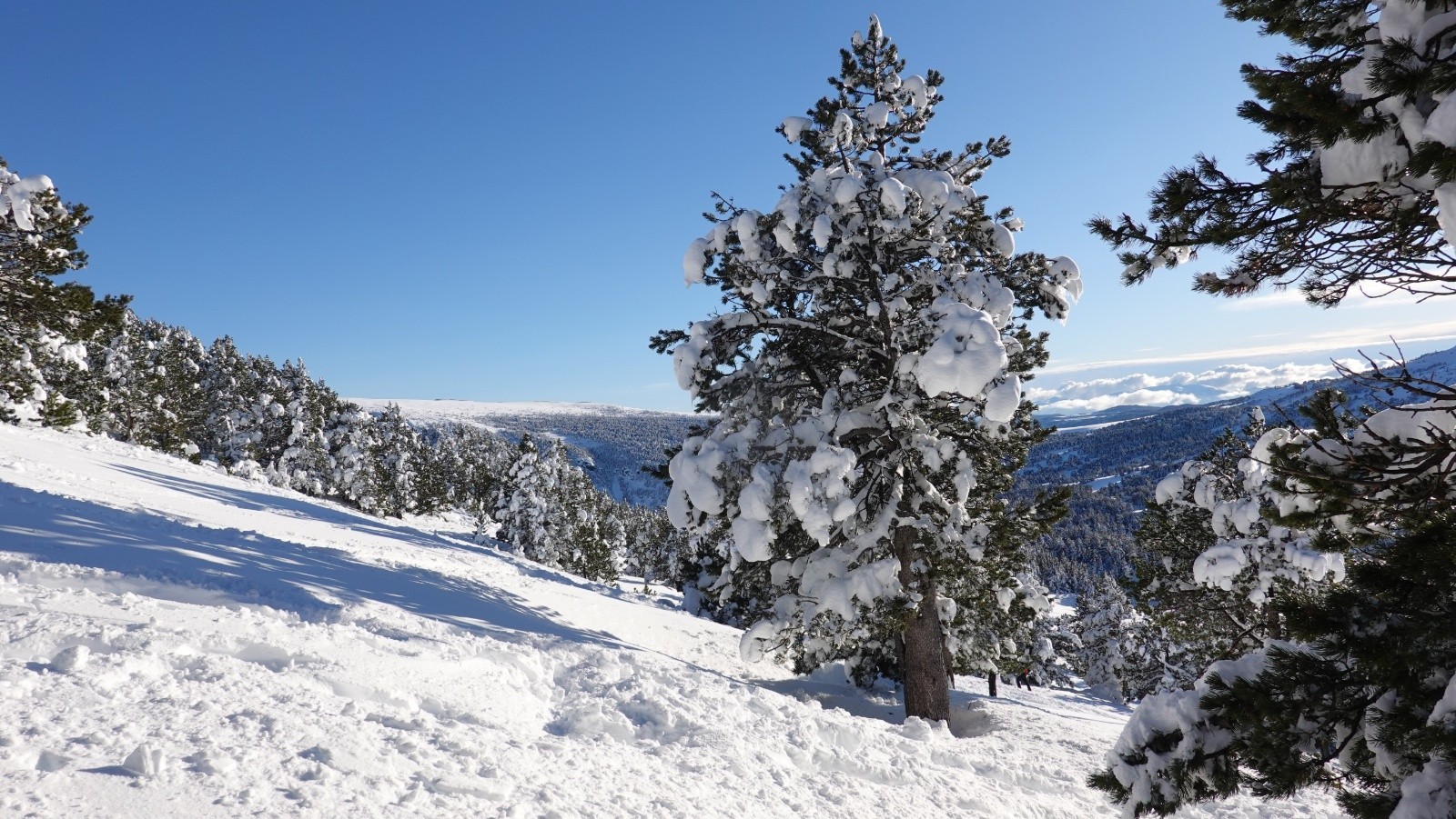 #27 En cours de remontée à la Serra de Maury : la neige s En cours de remontée à la Serra de Maury : la neige s'est alourdie