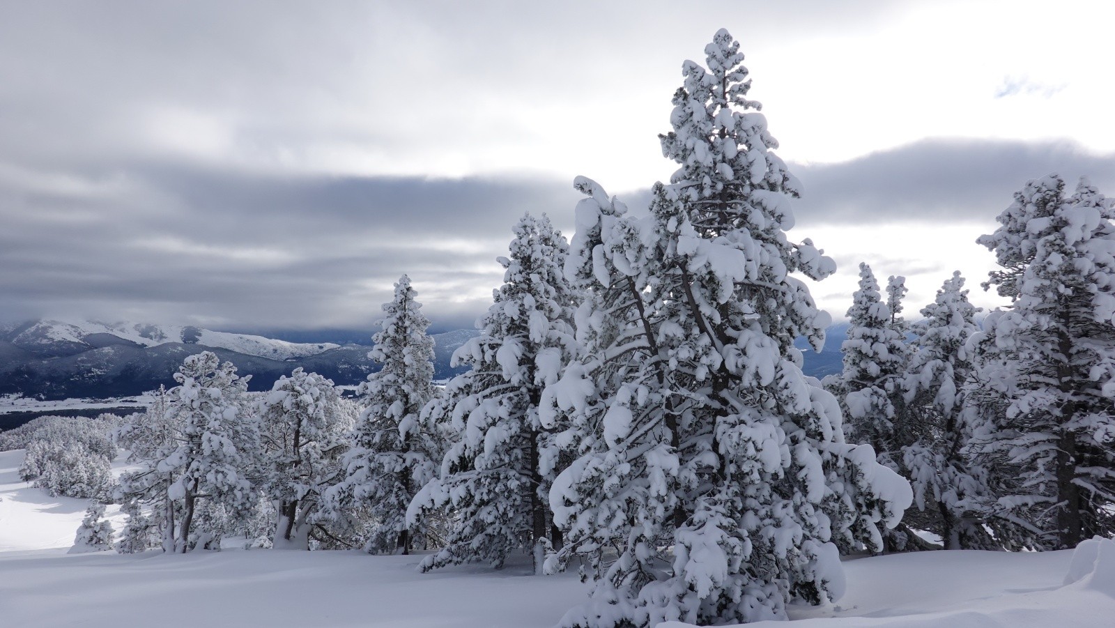 #2 Les arbres bien chargés de neige Les arbres bien chargés de neige