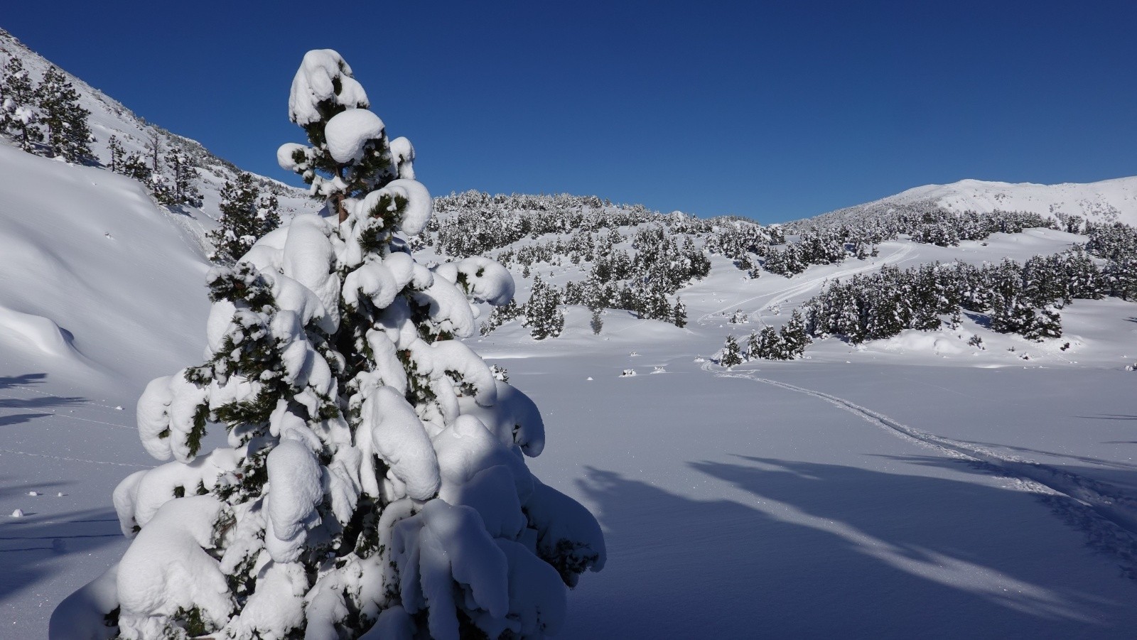 #9 Les pins bien chargés en neige😊 Les pins bien chargés en neige😊
