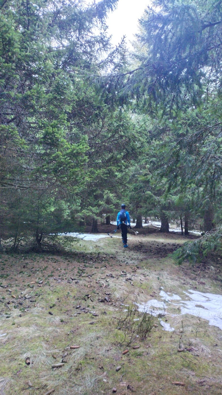 #12 balade sous les sapins balade sous les sapins