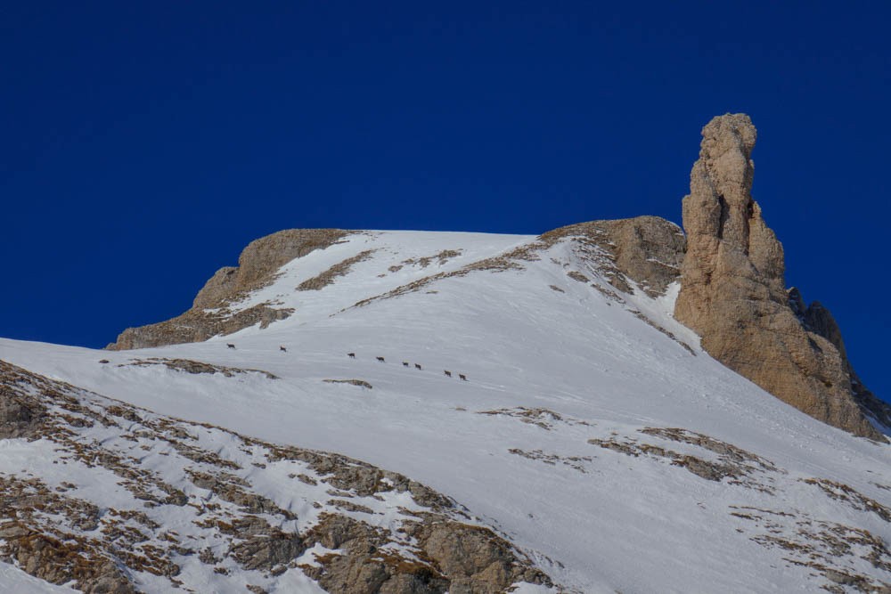 la demoiselle des PrÃªtres