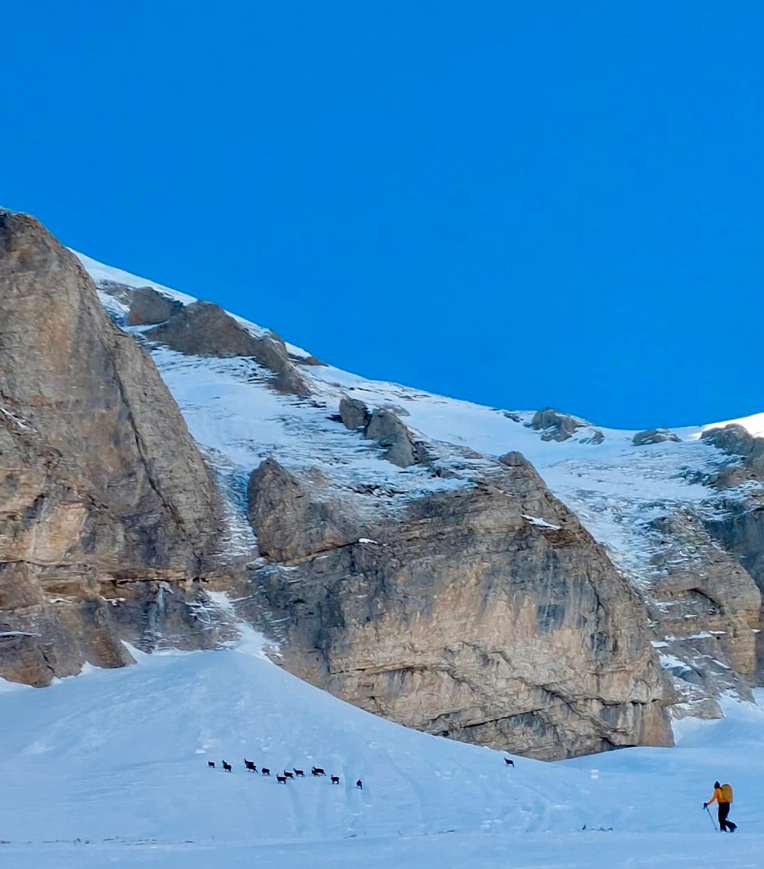 Marion la bergère de champis 😁