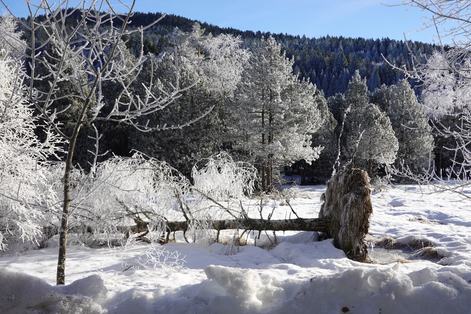 Même mort il est beau