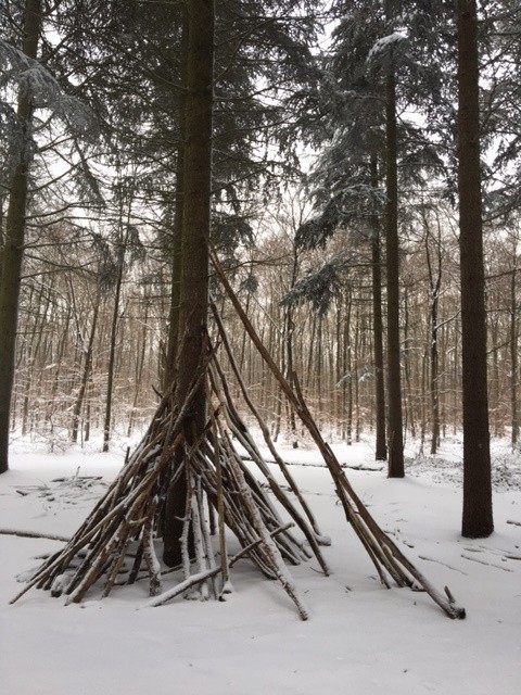 La parcelle de résineux du secteur, merci à l'ONF pour cette initiative.