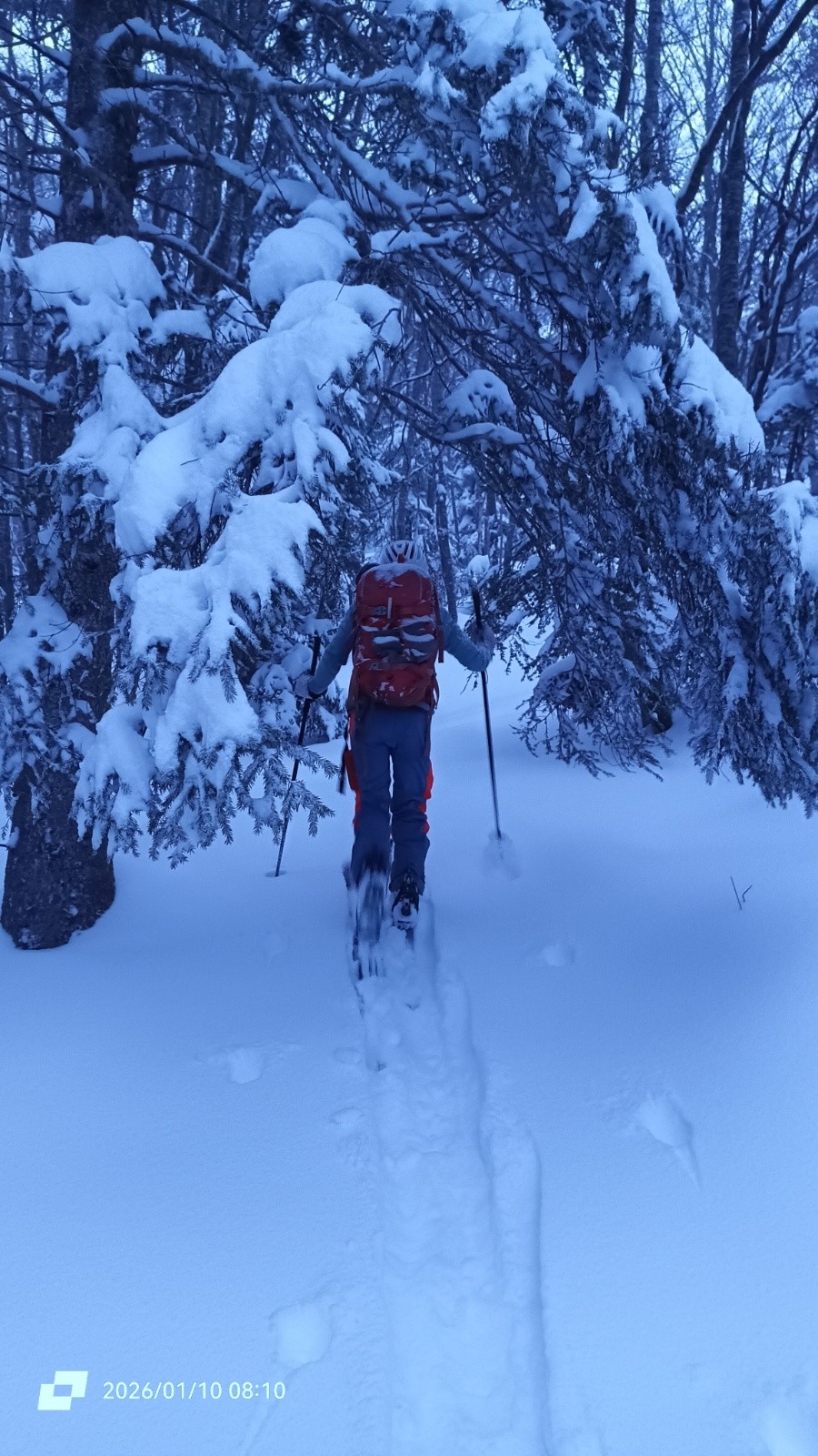 &nbsp;Forêt enchantée&nbsp;
