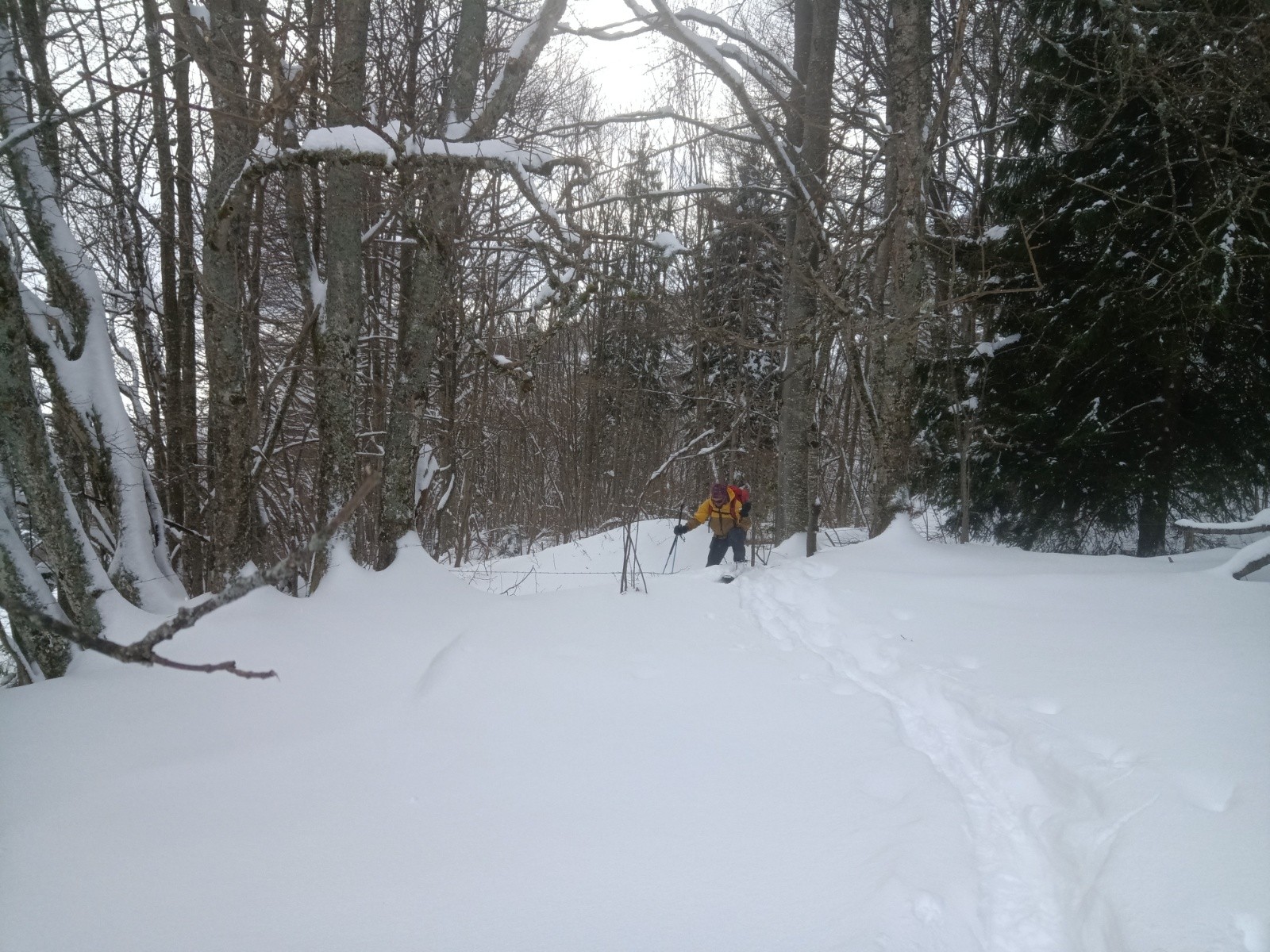 #4 Forêt sous Charvet Forêt sous Charvet